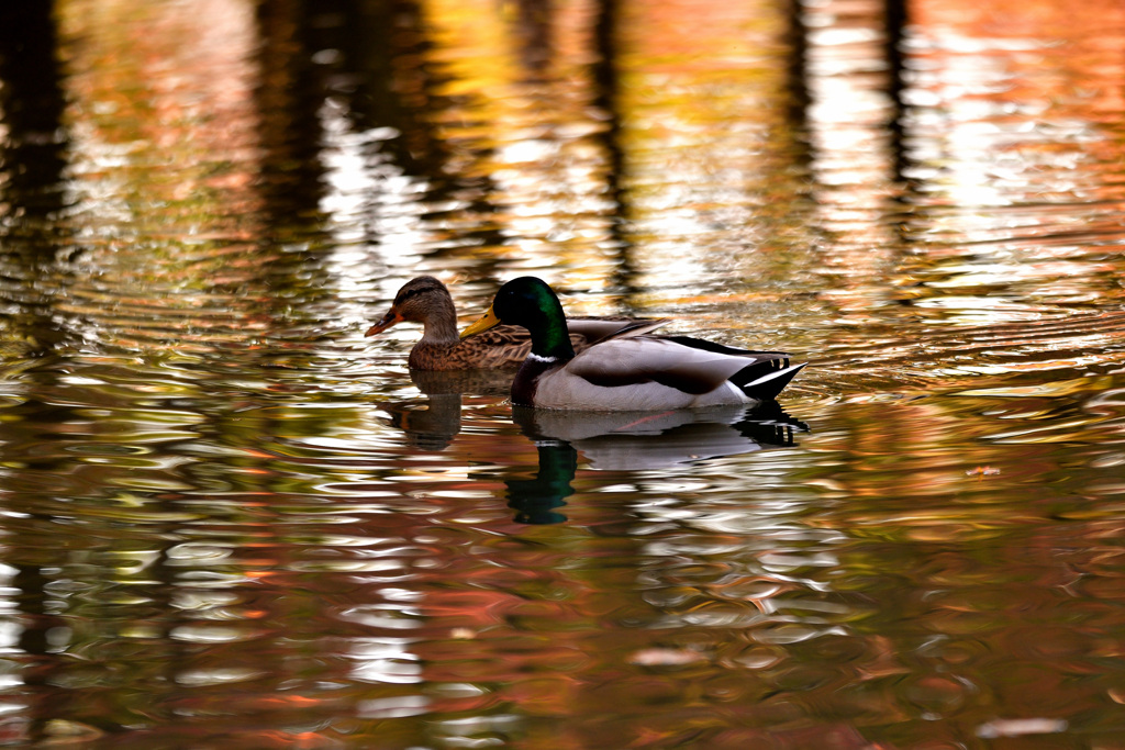 秋を泳ぐ鴨