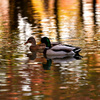 秋を泳ぐ鴨