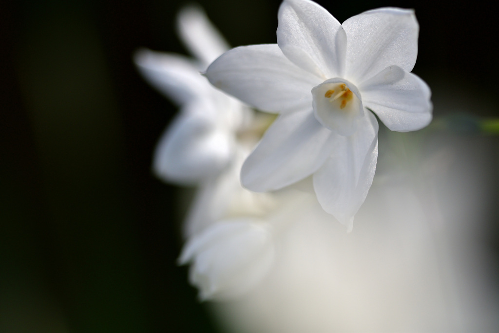 純白の花嫁