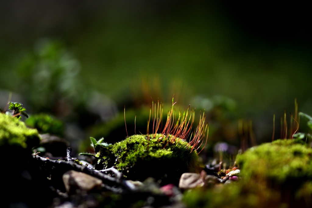 苔の世界