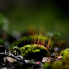 苔の世界