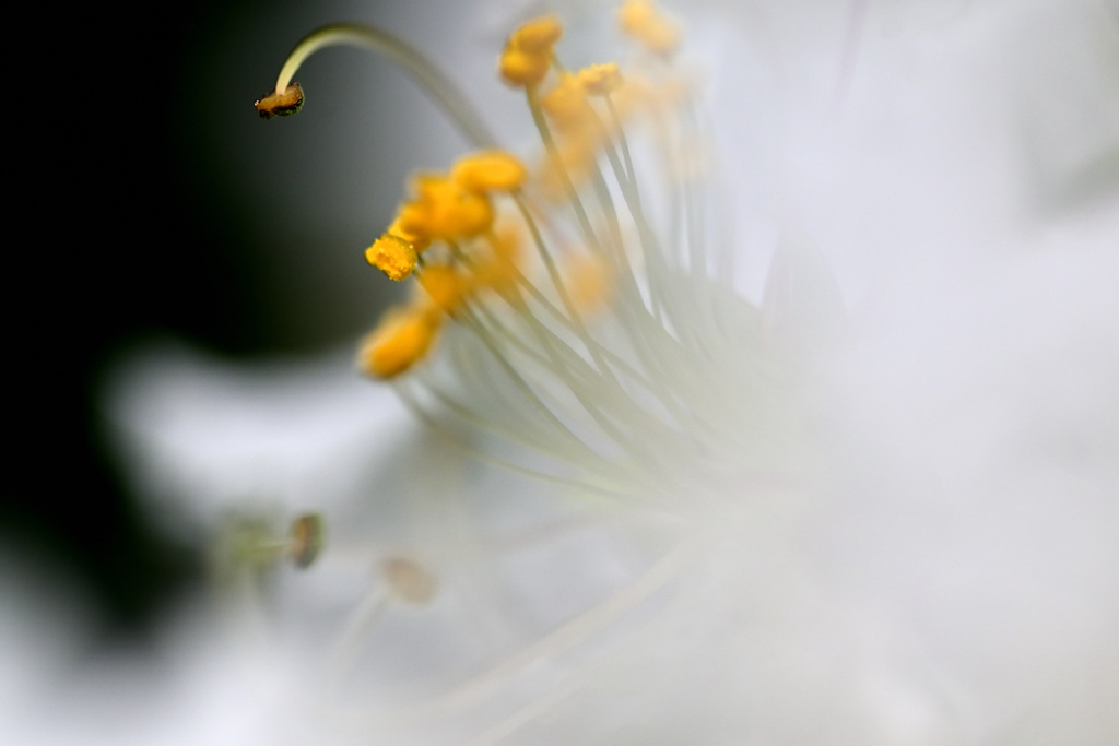 白無垢の花嫁