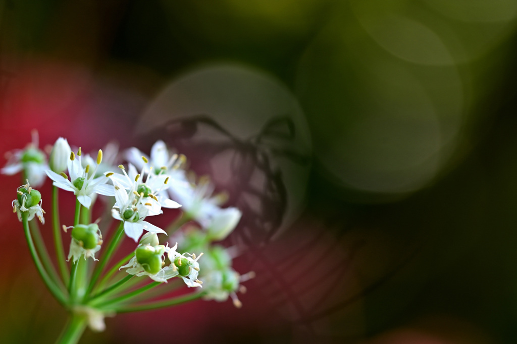 にらの花