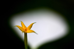 崑崙花
