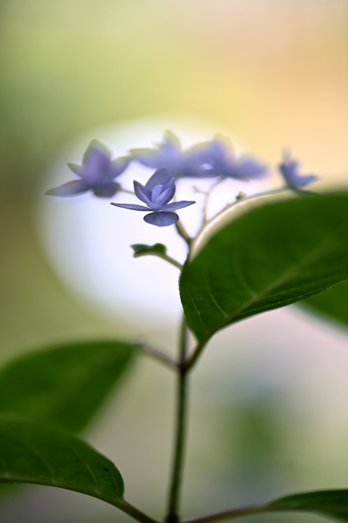 七段花