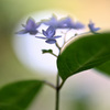 七段花