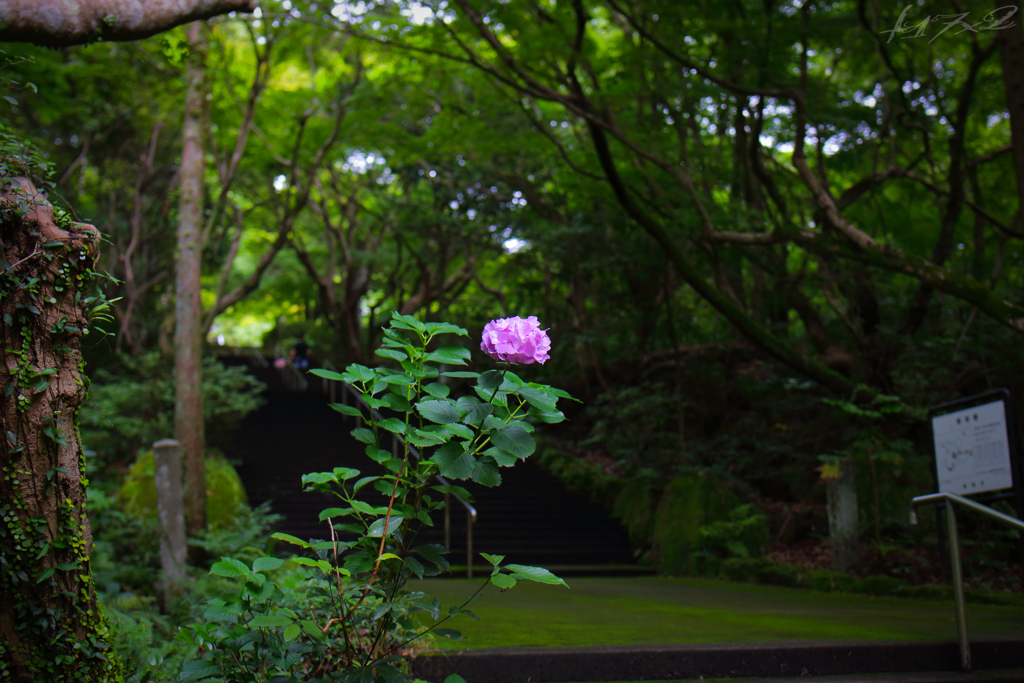 参道の一輪