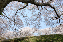 お花見日和
