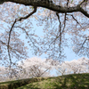 お花見日和