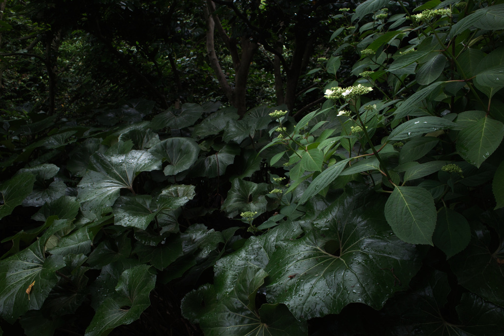 霧雨の森