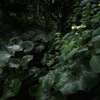 霧雨の森