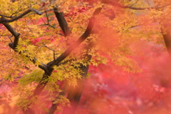 見ごろを迎えました