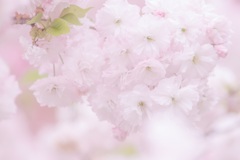 春色のブーケ