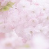 春色のブーケ