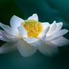 浮遊花