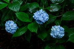 雨あがる