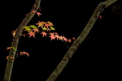 近所で紅葉狩り