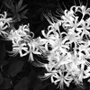地上の華火