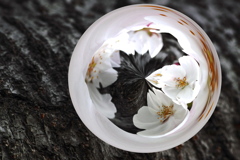 Flower Lamp
