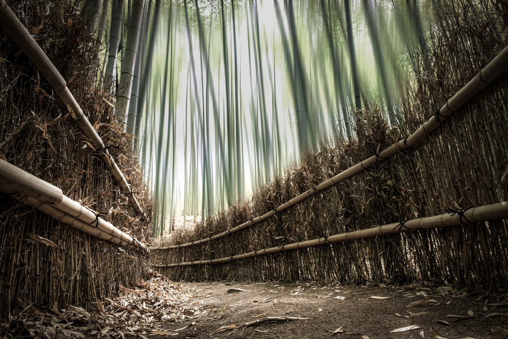 竹林の小路