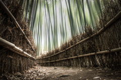 竹林の小路