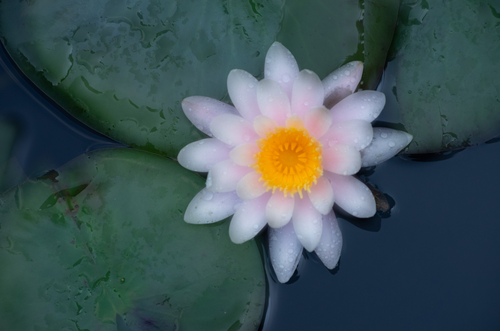 水辺の星彩