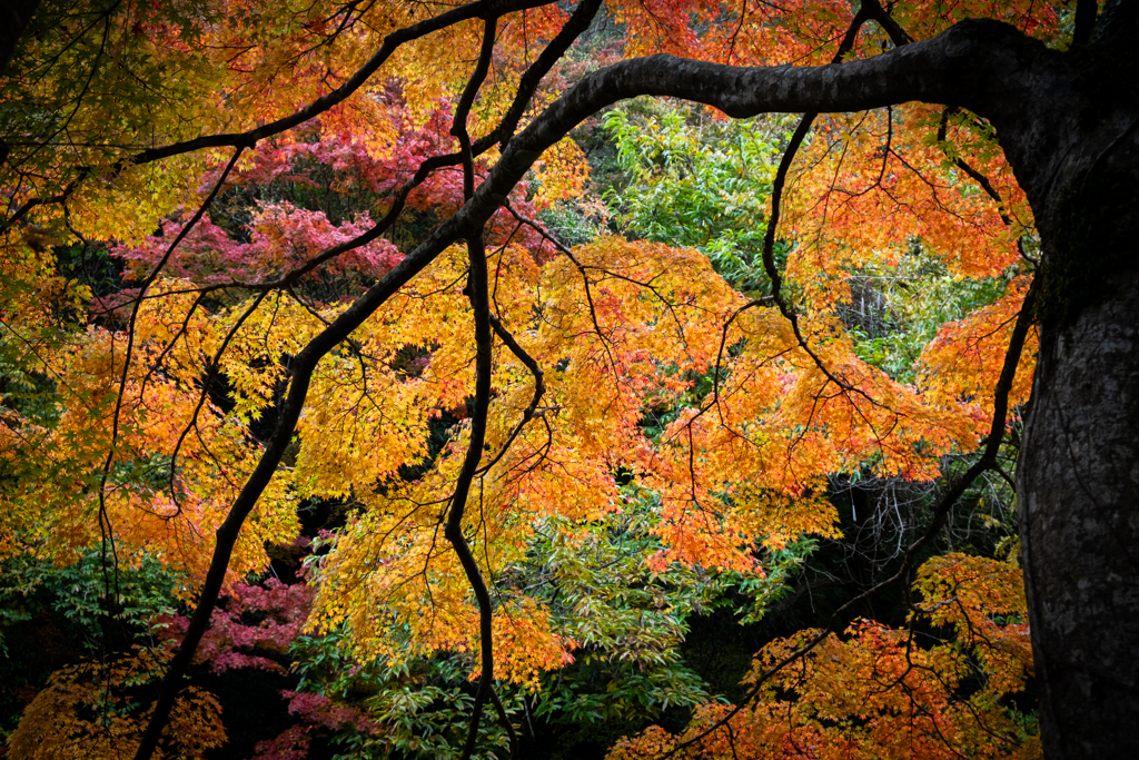 紅葉ジャングル