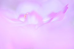 Angel Wings
