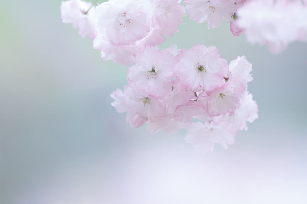 しとやかに