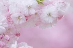 華やかに