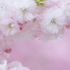 華やかに