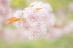 花手毬