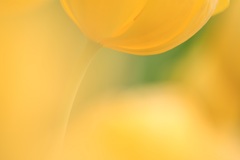 Happy Yellow 