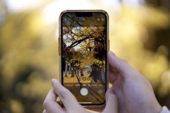 イチョウ見に行きました！