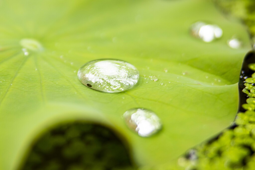 梅雨