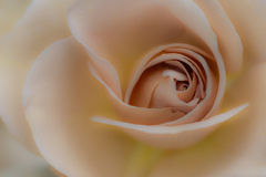 brown rose