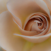 brown rose