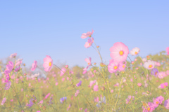 秋風に揺られて