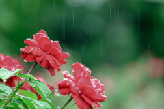 雨中のバラ