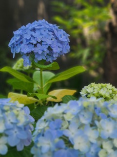 紫陽花 ～白山神社 (文京区)～