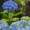 紫陽花 ～白山神社 (文京区)～