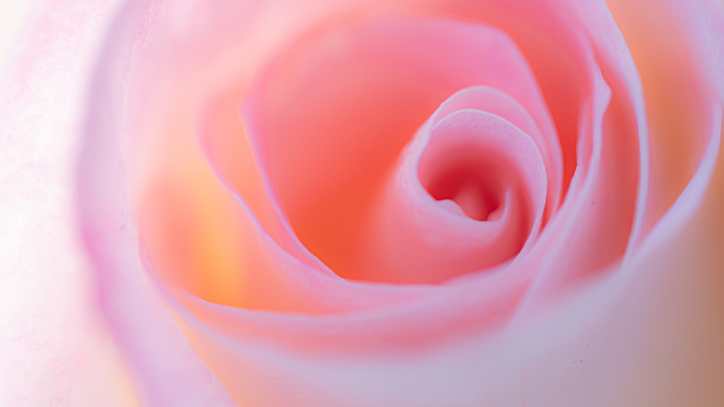 幻光にとける薔薇
