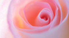 幻光にとける薔薇