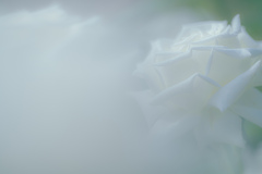 white veil