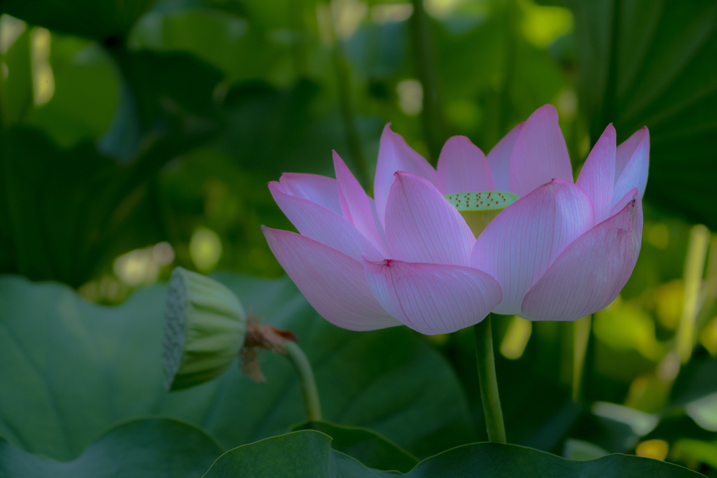 蓮華 ①