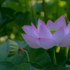 蓮華 ①