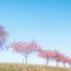 青空と桜並木