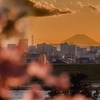 江戸川堤から望む夕暮れの富士