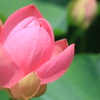 千葉公園の大賀ハス ⑤