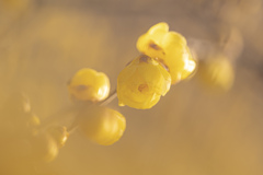 ほころぶ蝋梅の花